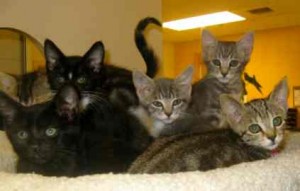 Kitties at the Meyers shelter.