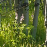 lupine-lede
