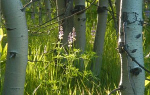 A setting sun casts a spotlight on lupine. Photos/Kathryn Reed