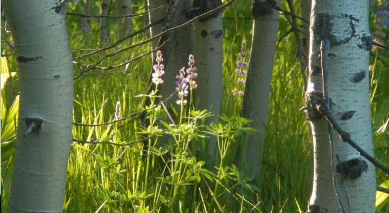 Wildflower season beginning to blossom in Tahoe