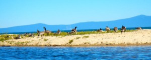 Geese Island