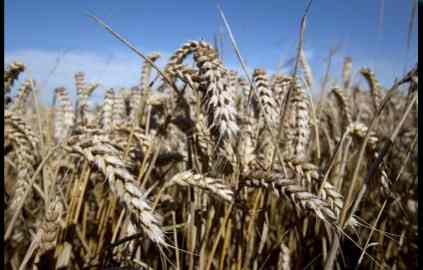No surprise to find rogue genetically altered crop