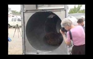 This bear caught near Verdi on July 23 was released today. Photo/NDOW