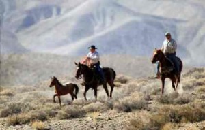  Rick Loomis / Los Angeles Times A cowboy working for the BLM lassos a wild young Mustang horse during a round up held on BLM land, Nov. 4, 2012. Read more: http://www.lasvegassun.com/news/2013/jul/07/mustang-debate-wild-ride/#ixzz2YNCGcIF7 