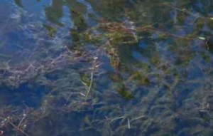 Asian milfoil is one of the items making the near shore of Lake Tahoe murky. Photo/LTN file
