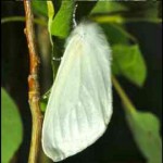 moth