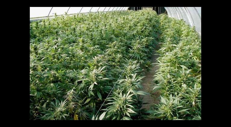 Calif. Dems want Obama to back off pot enforcement