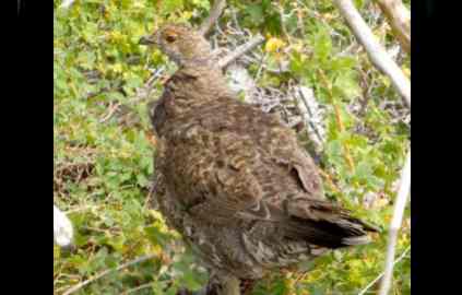 Feds to protect sage grouse in Calif., Nev.