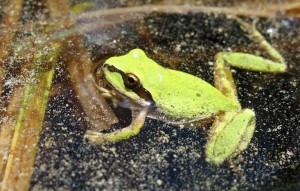 A Pacific treefrog, also known as a Pacific chorus frog. The frog is about the size of a silver dollar. (Photo: USGS)