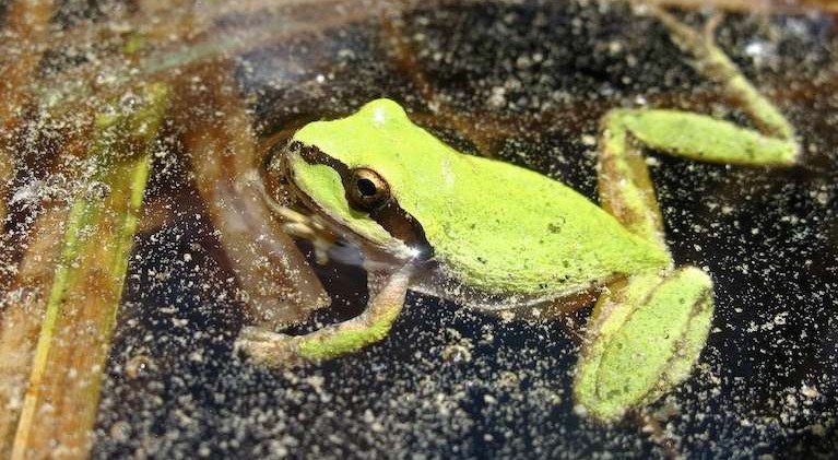 Farm pesticides found in Sierra frogs