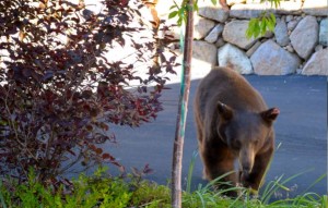 This bear was killed Aug. 5 by Nevada wildlife officials. Photo/Provided
