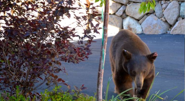 3 bears released near Spooner, Incline bear killed
