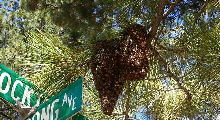 Yellowjackets coming out in large numbers