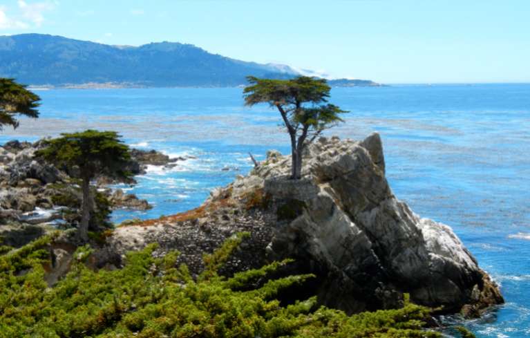 The Lone Cypress along 17-Mile Drive is more than 250 years old. Photos/Kathryn Reed