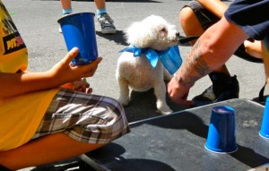 Bear's humans help find the treat on the cup. Photos/Kathryn Reed