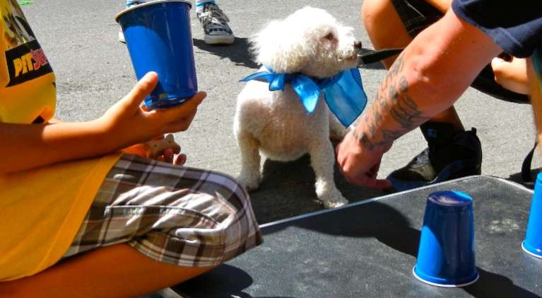 Dogs gather for play day in S. Lake Tahoe