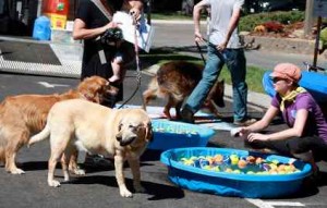 Dogs enjoy games at the inagural Dogs on the Run event. Photo/Provided