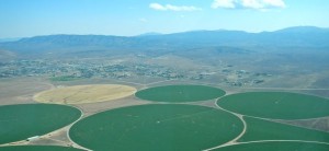 Alfalfa fields near the Minden airport