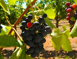 Veraison -- when grapes turn red -- is happening at Fenton Herriott and other vineyards.