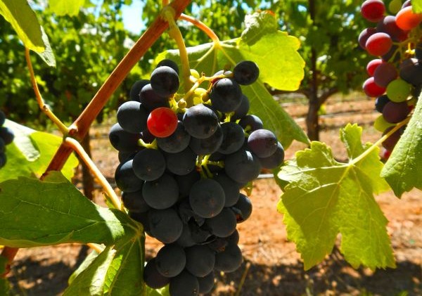 California winemakers have eye on China’s tariffs
