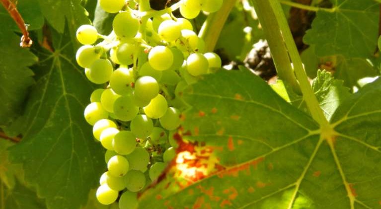 Winemaker shifts from Lava Cap to Iron Hub