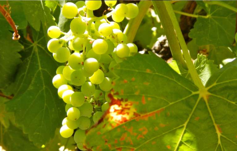 The wine grape harvest is expected to be early this year in El Dorado County. Photos/Kathryn Reed