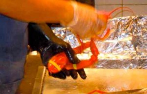 Lobster is everywhere in Boston. Photo/LTN file