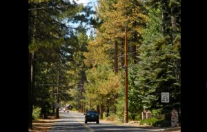 Trees in the Al Tahoe area of South Lake Tahoe are orange from the needle miner. Photo/Kathryn Reed