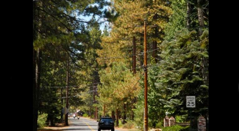 Needle miner turning section of Tahoe orange