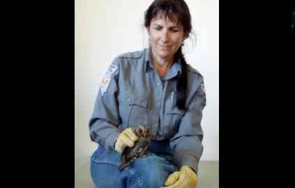 Learn about owls in Genoa