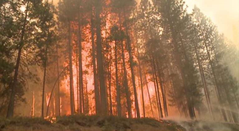 Rim Fire’s intensity takes toll on ecosystem
