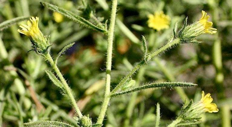 Invasive weed threatens Calif. vineyards