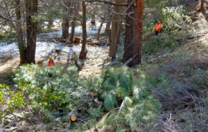 Lake Christopher in South Lake Tahoe has trees removed in 2011. Photo/LTN file