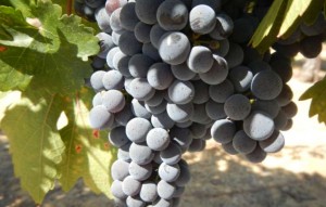 Grapes are being harvested in California this time of year. Photo/LTN file