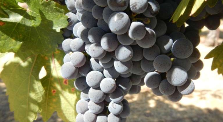Study: Biodynamic, organic vineyards produce better wine