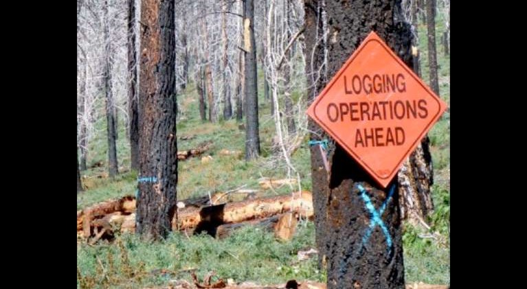 More logging in national forests approved by House