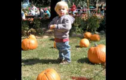 Drought causing pumpkins to ripen early