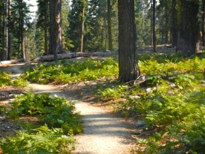 Ferns create a diverse landscape. Photo/Kathryn Reed