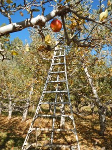 More than 750,000 people visit Apple Hill each year.