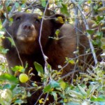 bear