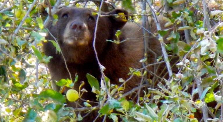 Bears looking for food; 2 die in Tahoe