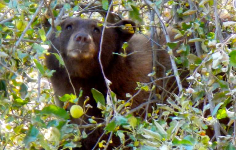 A bear in South Lake Tahoe on Oct. 22 munches away on apples. Photo/Kathryn Reed