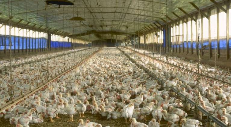 Salmonella outbreak highlights flaws in food safety system