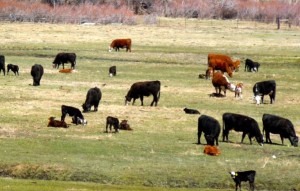 Carson Valley cows had more to eat a year ago. Photo/LTN file