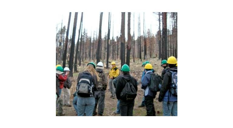 Debating what to do with all the wood in the forests
