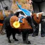 halloween dogs