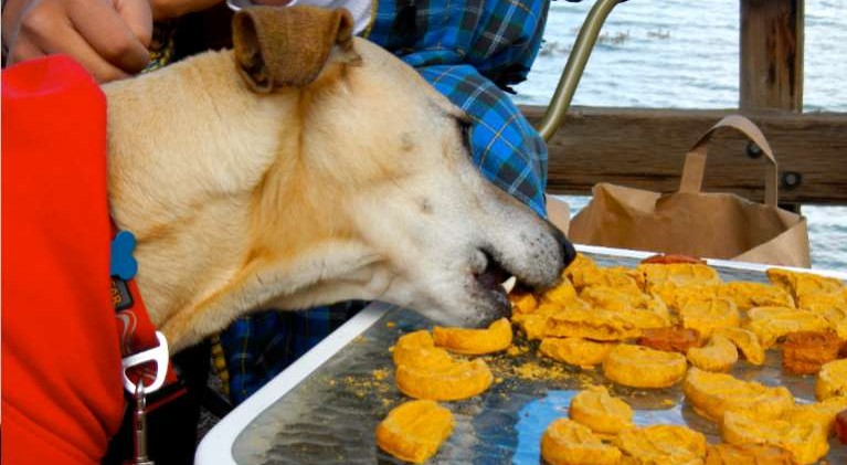 Dogs strut through S. Tahoe with their people