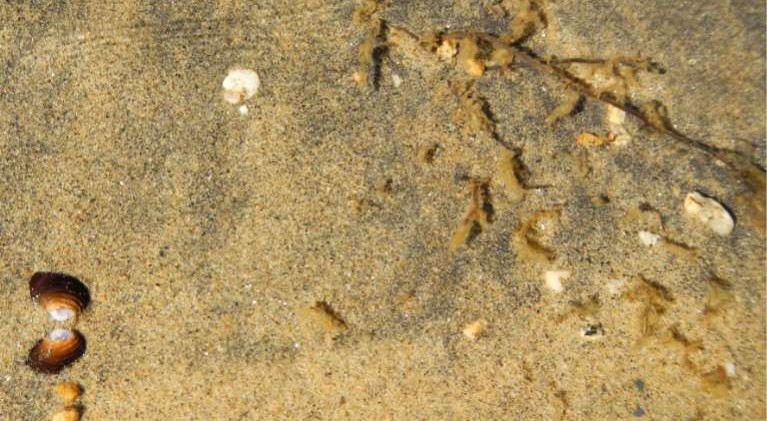 Tahoe’s mucky shoreline getting attention