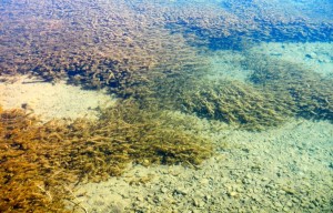 Milfoil near the dam in Tahoe City.
