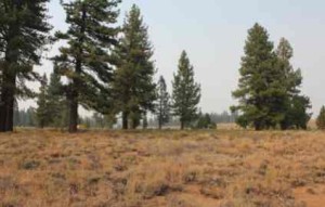 This is the land that will be developed for Truckee nonprofits. Photo/Pat Lynch